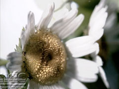 Waterdrop Daisy HS Video