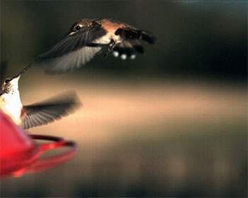 Two Humming Birds