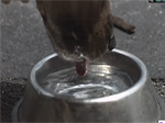 Dog Drinking Water at 3,000fps