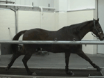 Slow Motion Horse running test