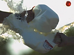 Milk Jug Jousting Closeup