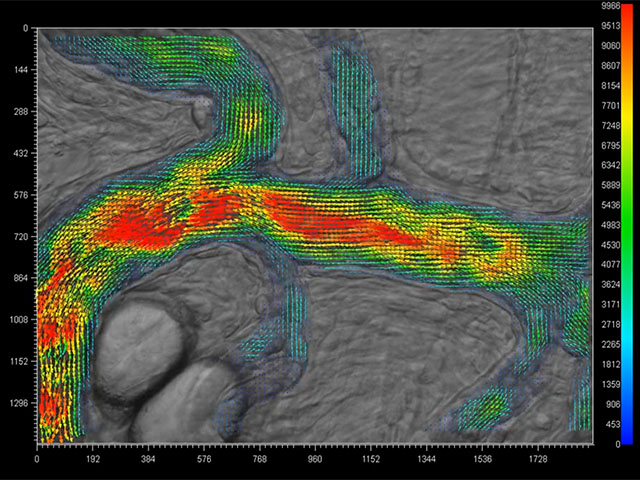 Blood flow of mouse (PIV)