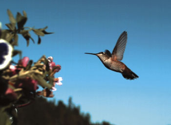 Humming Bird Flying